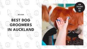 best-dog-groomers-auckland